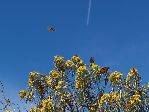 花に来るオオカバマダラ