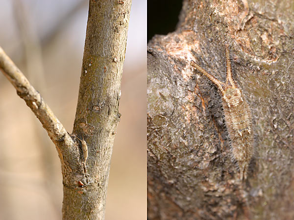 コムラサキの幼虫
