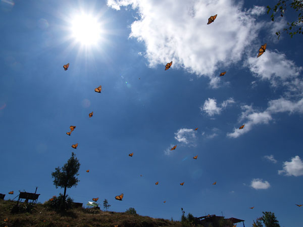 山を下りるオオカバマダラ