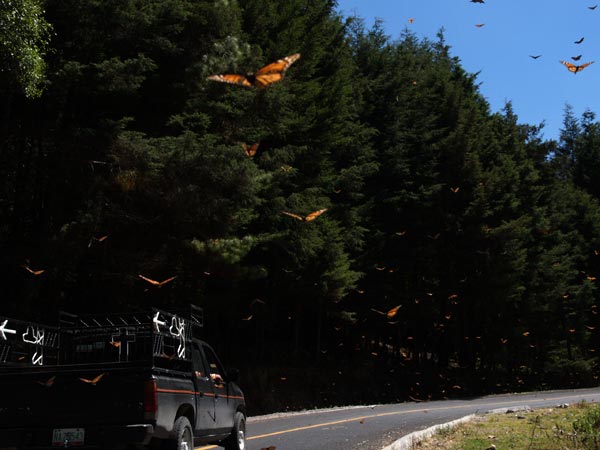 道路を行くオオカバマダラ