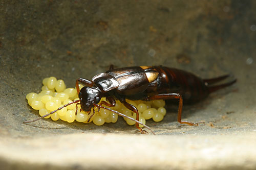 卵を守るコブハサミムシ