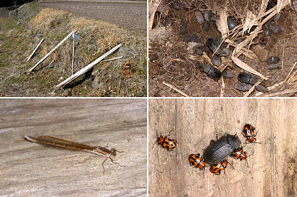 杭の下で越冬する虫たち