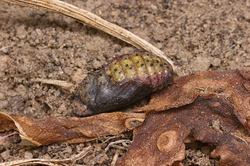 ベニシジミの蛹