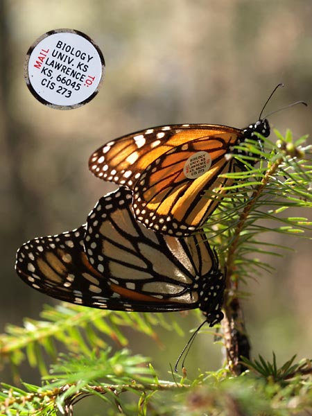 タグ付きのチョウの交尾