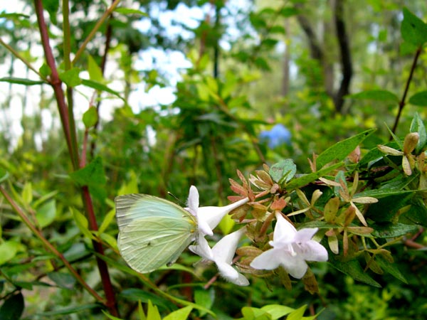 メキシコ市内のチョウ