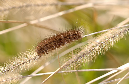 日光浴する毛虫