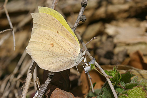 スジボソヤマキチョウ