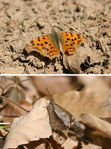 キタテハとテングチョウ