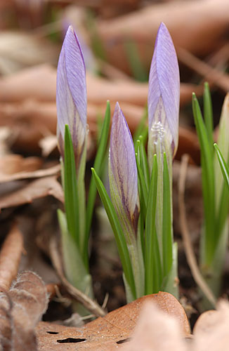 クロッカスのつぼみ