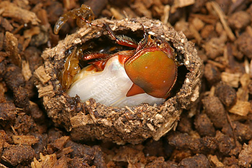 羽化直後のハナムグリ