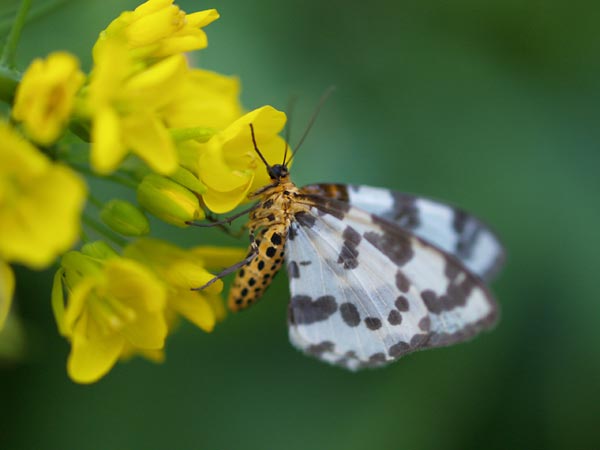 ナノハナの蜜を吸うシャクガ