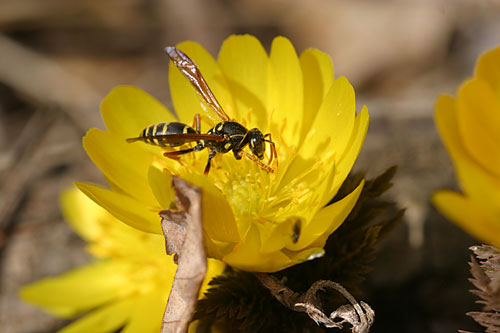 フタモンアシナガバチ