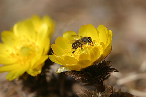 フクジュソウとミツバチ