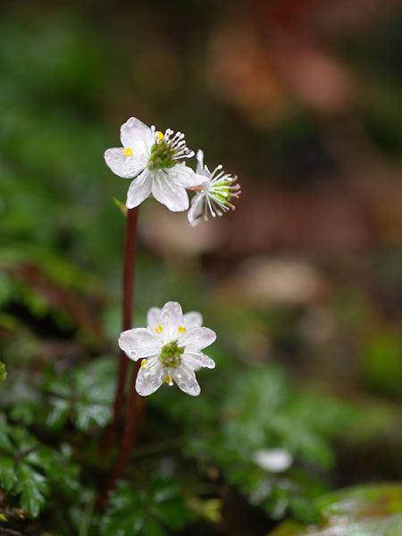 オオゴカヨウオウレン　