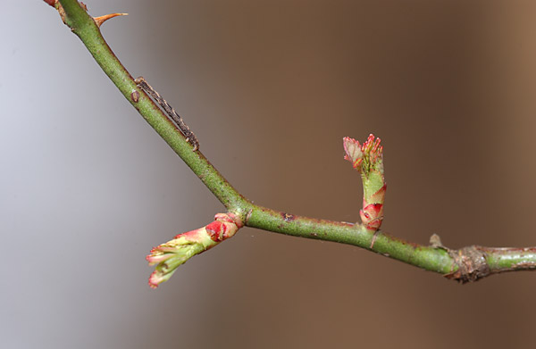 ノイバラの芽吹きとシャクトリムシ