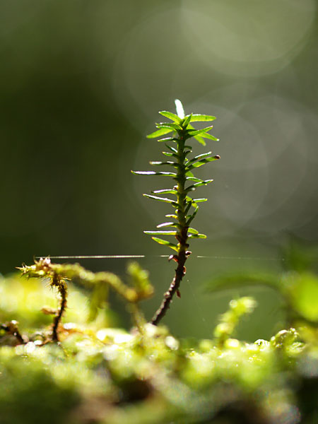 ヤクスギのこども