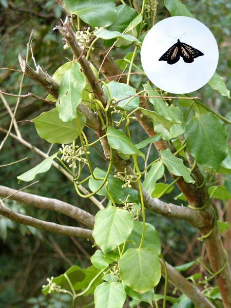 キジョランとアサギマダラ