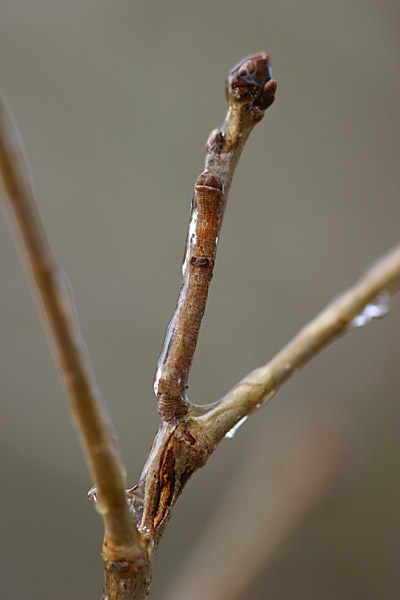 氷づけになったシャクトリムシ