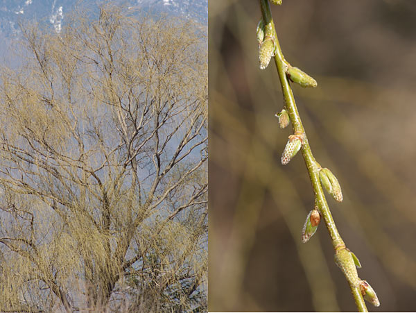 シダレヤナギ