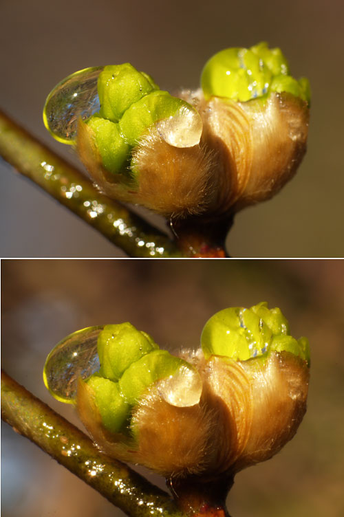 ダンコウバイの花芽（OMアダプターと回析現象）
