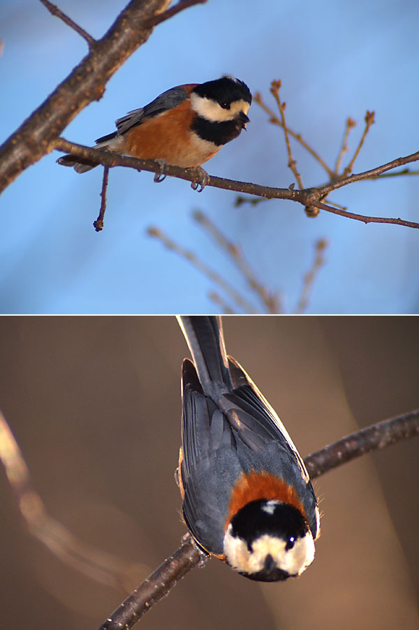 庭のヤマガラ（OMアダプター）