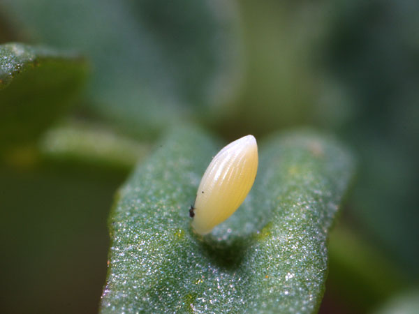 モンキチョウの卵(OMアダプター38mmマクロ)