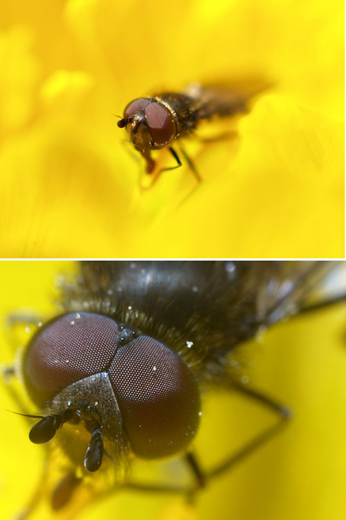 フクジュソウとアブ(OMアダプター50mm、38mm）