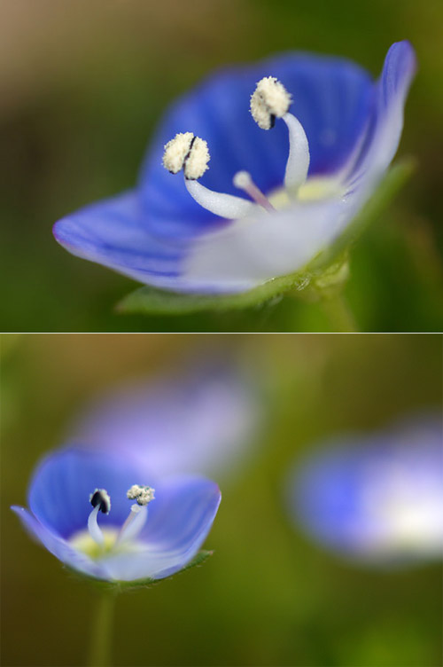 オオイヌノフグリ(OMアダプター80mmマクロ)