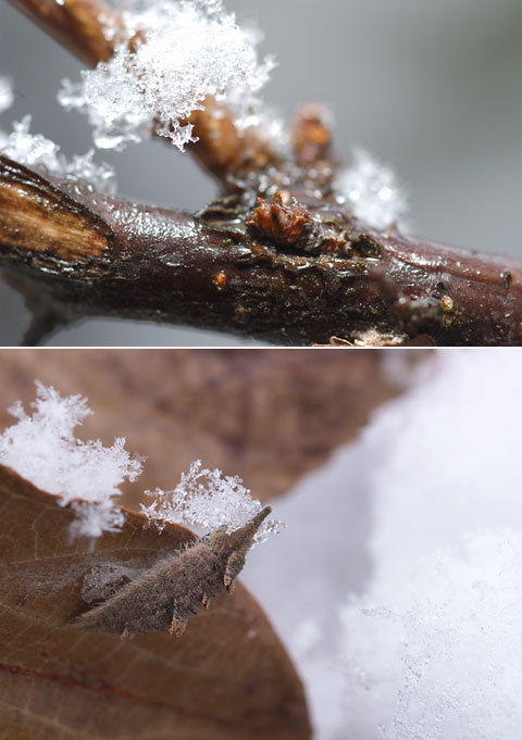 オオミスジとオオムラサキの幼虫