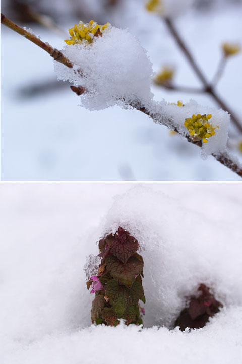 雪の中のサンシュユとオドリコソウ