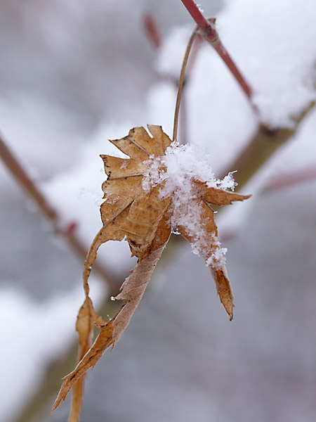 ミスジチョウの幼虫