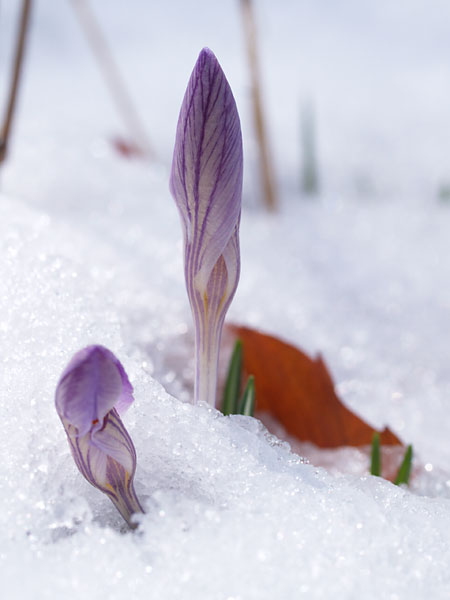 雪の中のクロッカス