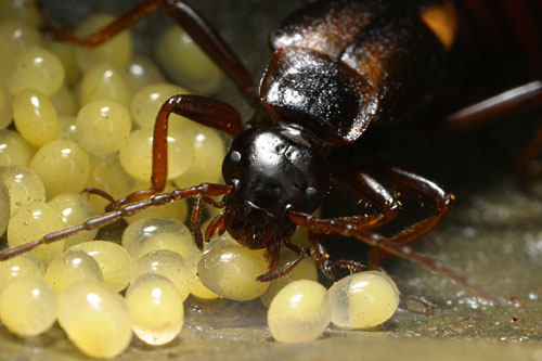 コブハサミムシの卵に変化