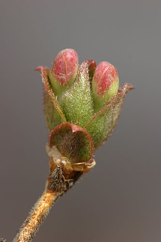 ウグイスカグラの花芽