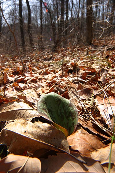 カタクリの芽吹き