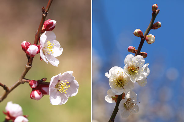 やっと咲きそろってきたウメ