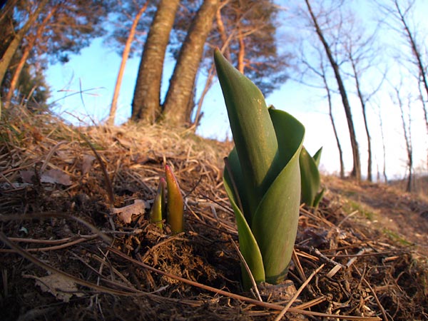 チューリップの芽（E-1用魚眼）