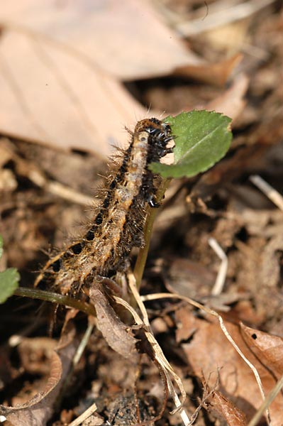 クモガタヒョウモンの幼虫