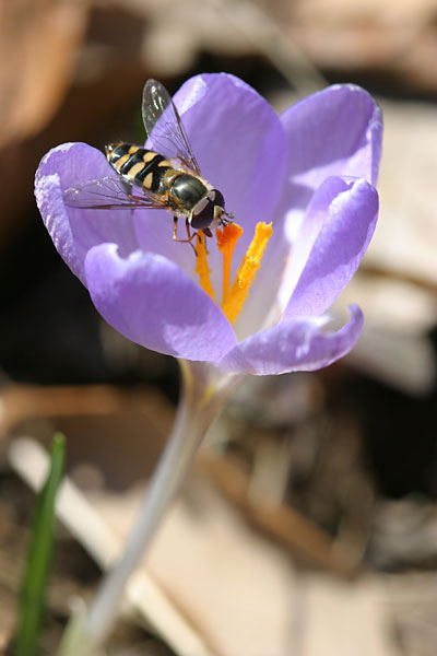 クロッカスに来たヒラタアブ
