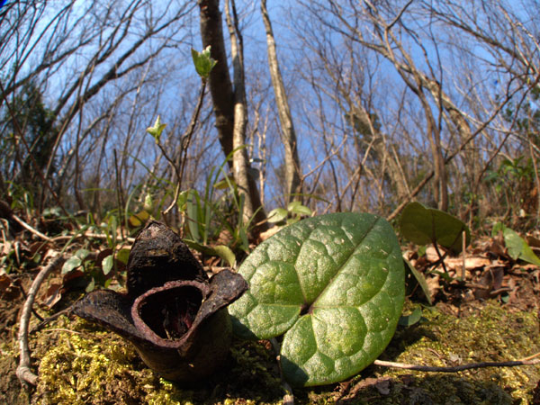 カンアオイの花