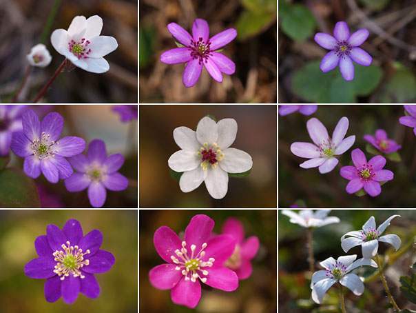 変化に富むオオミスミソウの花