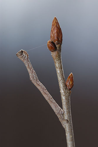 活動を始めたシャクガの幼虫