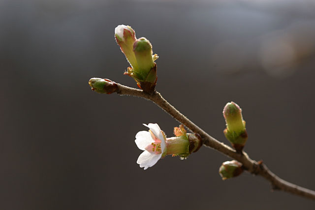 チョウジザクラ