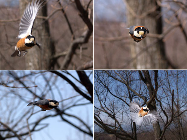 ヤマガラの飛び姿