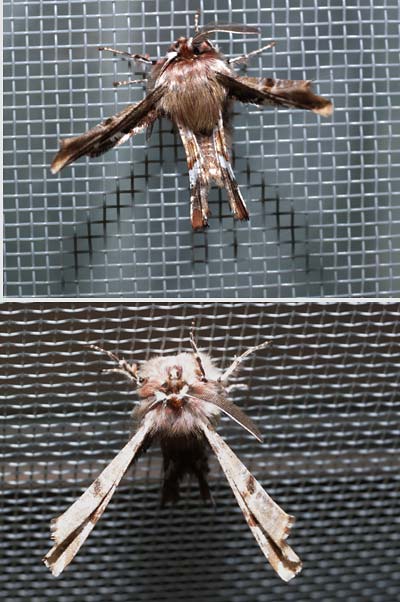 オカモトトゲエダシャク