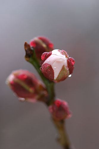 アトリエのウメ