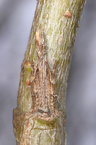 コムラサキの幼虫