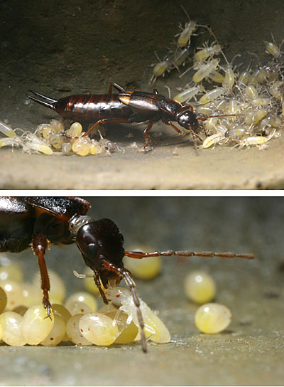 コブハサミムシの孵化