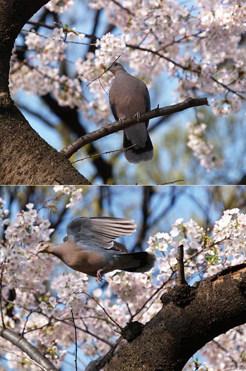 巣材を運ぶ東京のキジバト