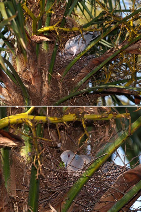 キジバトの巣作り